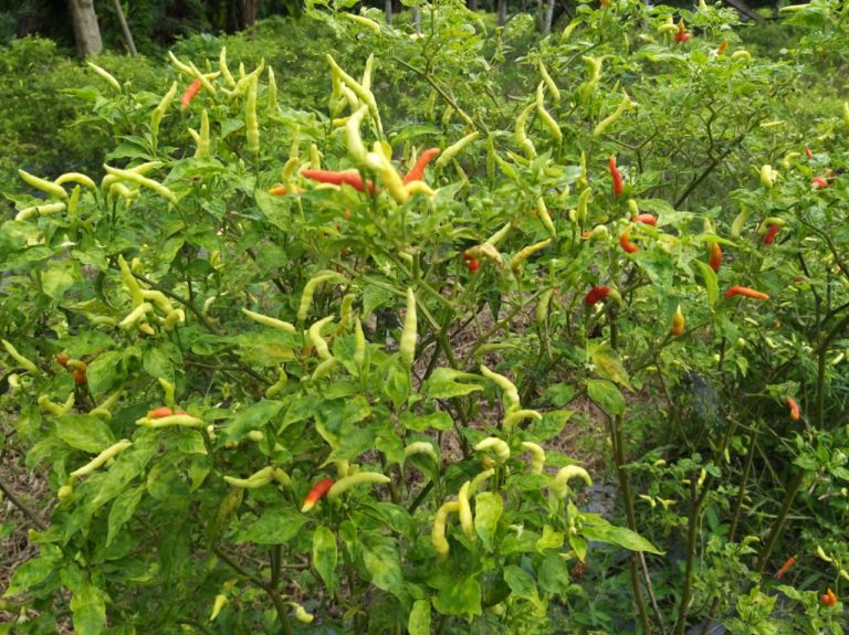 Kementan Pacu Sulteng jadi ‘Buffer Zone’ Cabai Kawasan Timur Indonesia