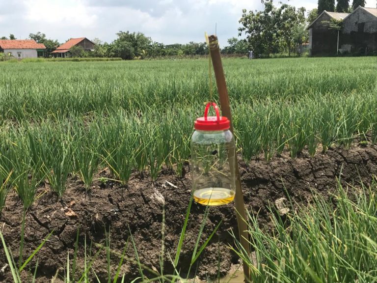 Saatnya Petani Brebes Menerapkan Budidaya Bawang Merah Ramah Lingkungan