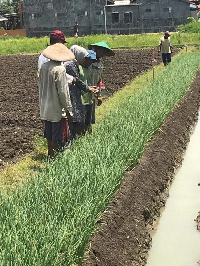 Saatnya Petani Brebes Menerapkan Budidaya Bawang Merah Ramah Lingkungan ...