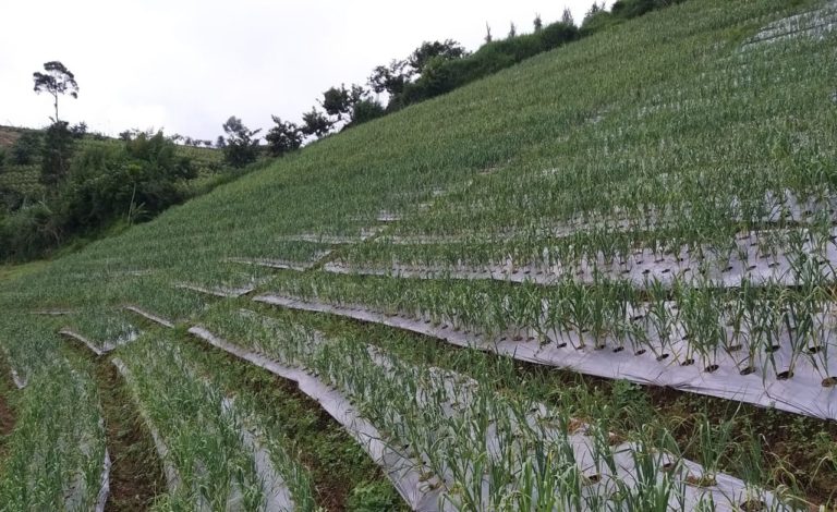 Kementan Pacu Kembali Bawang Putih Magelang