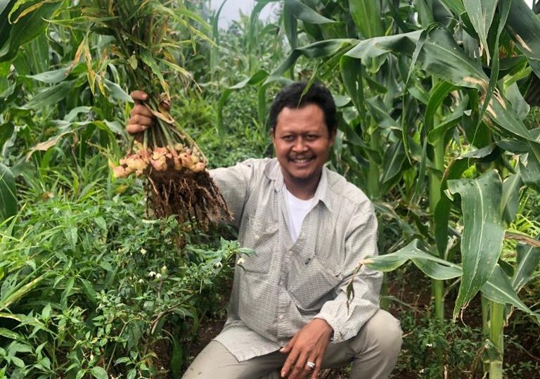 Cerita Petani Cianjur Raup Untung Tanam Jahe Diluar Musim