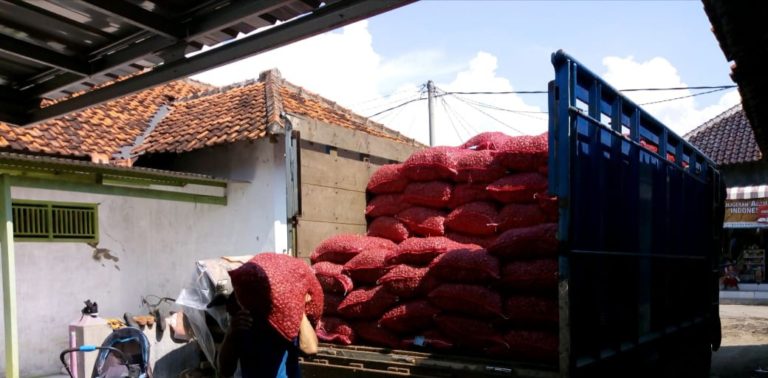 Kementan Gelar Operasi Pasar Benih, Petani Cirebon Makin Semangat Tanam Bawang Merah