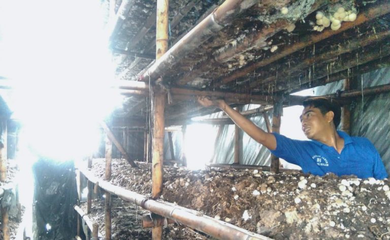 Jamur Merang; Penggerak Ekonomi Masyarakat Susukan Cirebon