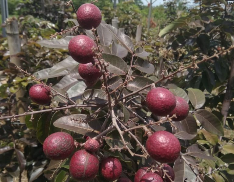 Kelengkeng Merah dikembangkan di Pekalongan Lampung Timur