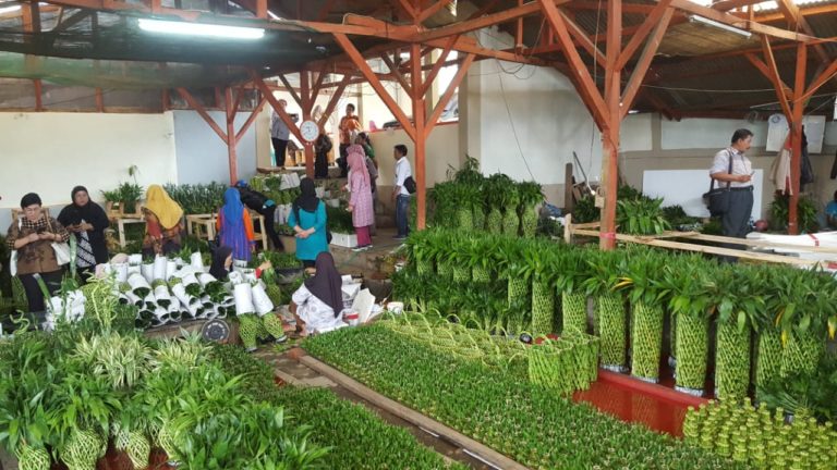 Kementan Koordinasi Penyiapan Ekspor Dracaena ke Belanda