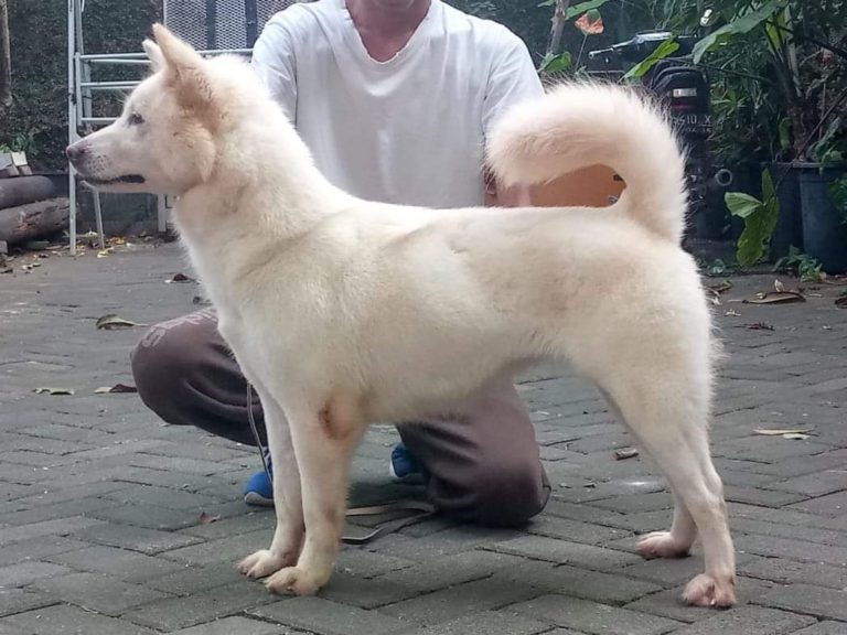 Kementan Dorong Pengembangan Anjing Kintamani Bali Sebagai Anjing Ras ...