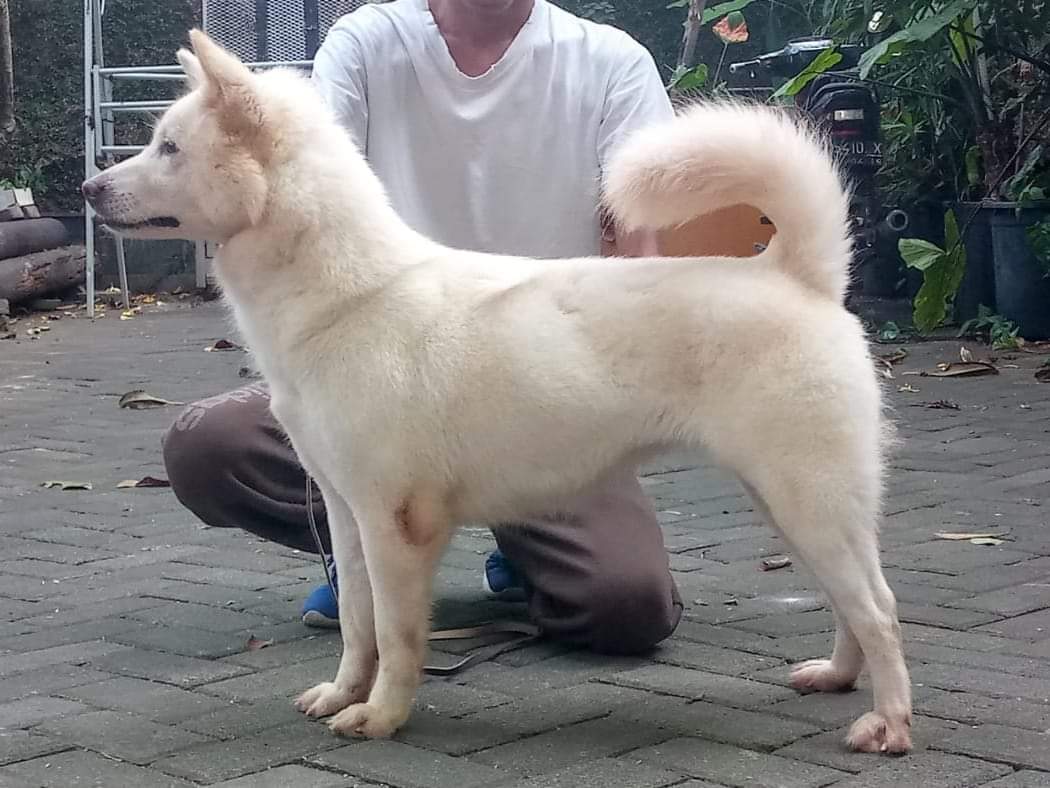 Kementan Dorong Pengembangan Anjing Kintamani Bali Sebagai Anjing Ras
