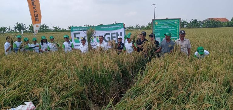 Kementan: sektor pertanian turunkan kemiskinan