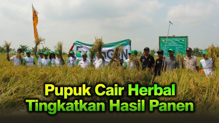Pakai Pupuk Cair Herbal, Petani Indramayu Raup Untung Berlipat