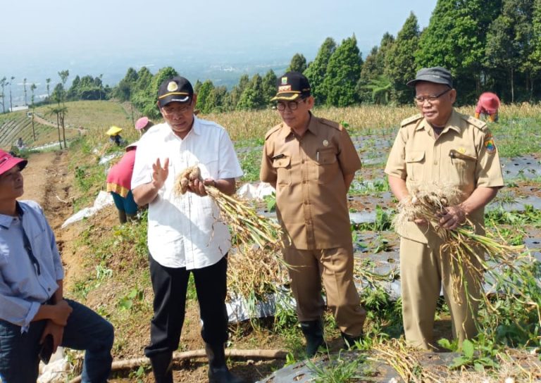 Cianjur siap sukseskan program swasembada bawang putih 2021