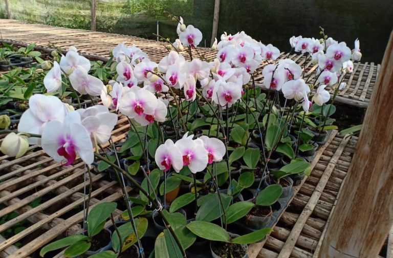 Kementan Gandeng Taiwan Dorong Agribisnis Anggrek