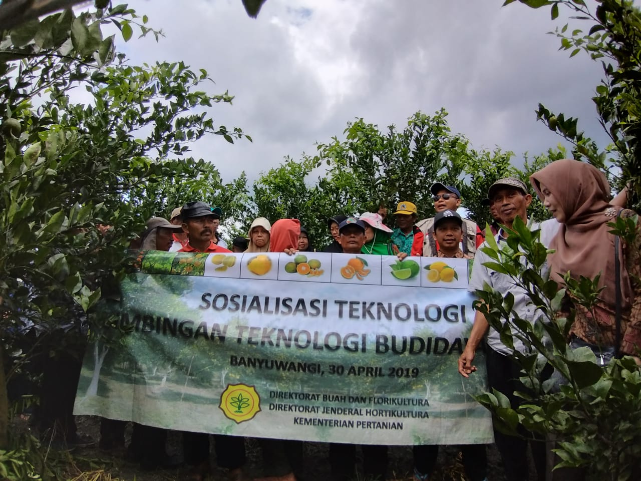 Bujangseta dan Sitara, Teknologi Peningkatan Produksi Mutu Jeruk