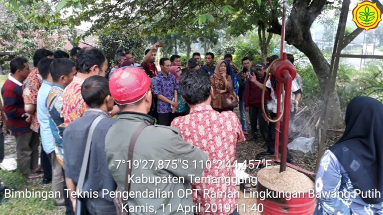 Petani Bawang Putih Temanggung Hindari Penggunaan Pestisida Kimia