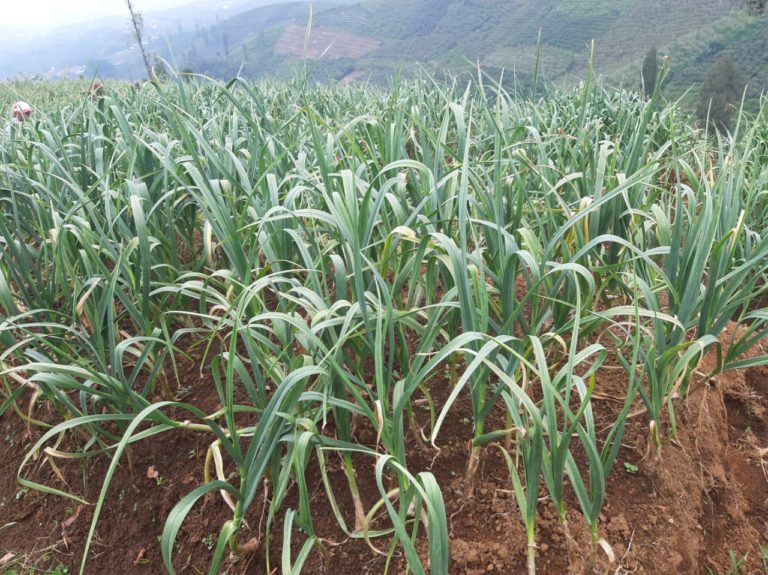 Potensi Lahan Bawang Putih di Pasuruan 3.000 Hektare