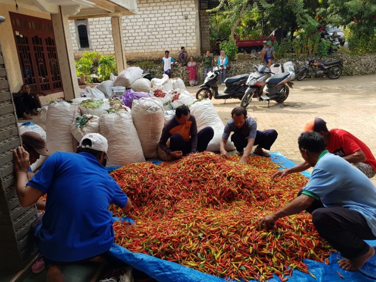 Harga Cabai Jatuh, Kementan Gerak Cepat Bantu Petani Tuban