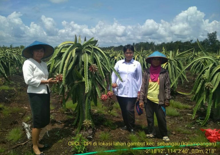 Megintip Potensi Buah Naga Lahan Gambut Kalimantan Tengah