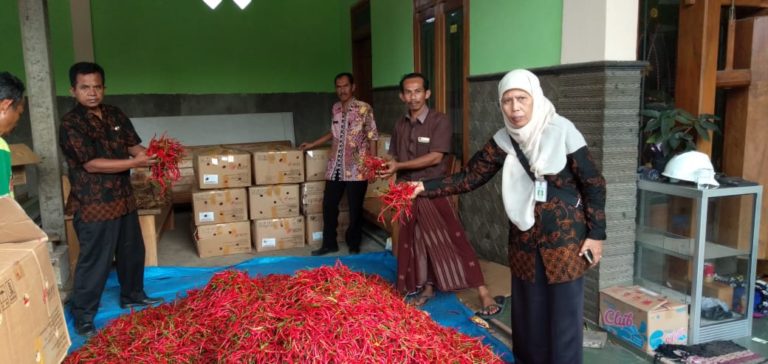 Dapat Bantuan Kementan, Petani Cabai di Tuban Sumringah