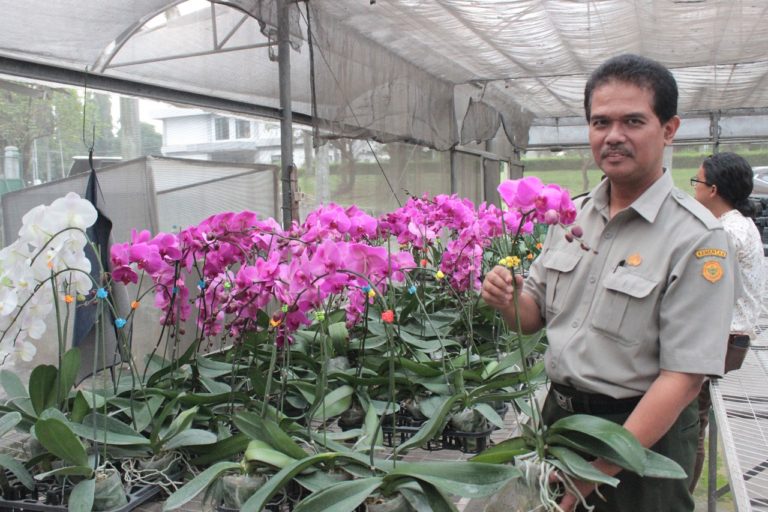 Dirjen Hortikultura Galakkan Ekspor Tanaman Hias