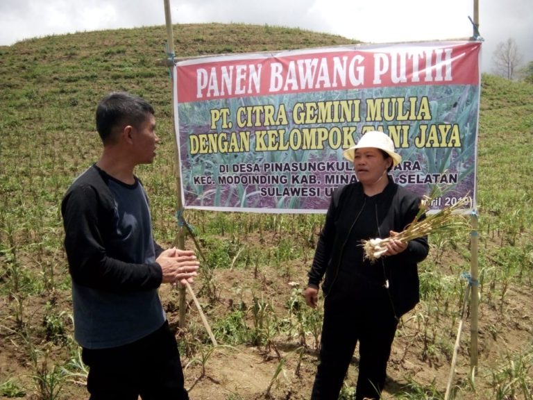 Kerjasama tanam bawang putih dengan importir, petani di Minsel raup untung