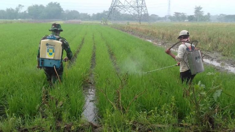 Pemerintah Tertibkan Peredaran Pupuk dan Pestisida