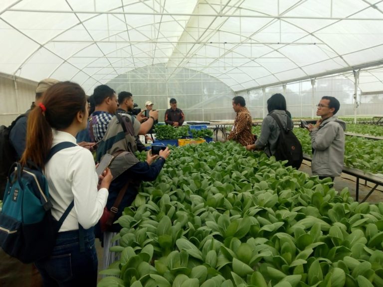 Tren Bisnis Sayuran Pakcoy Hidroponik, Kualitas Bagus Harga Jual Tinggi
