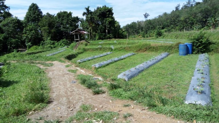 Semangka Organik dari Pesisir Selatan