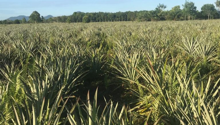 Menengok Hamparan Kebun Nenas Organik Madu Galang Kabupaten Mempawah