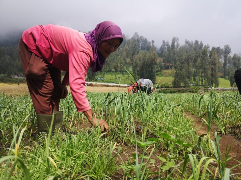 Soal Swasembada Bawang Putih, Mentan: Kita Fokus Hingga 2021