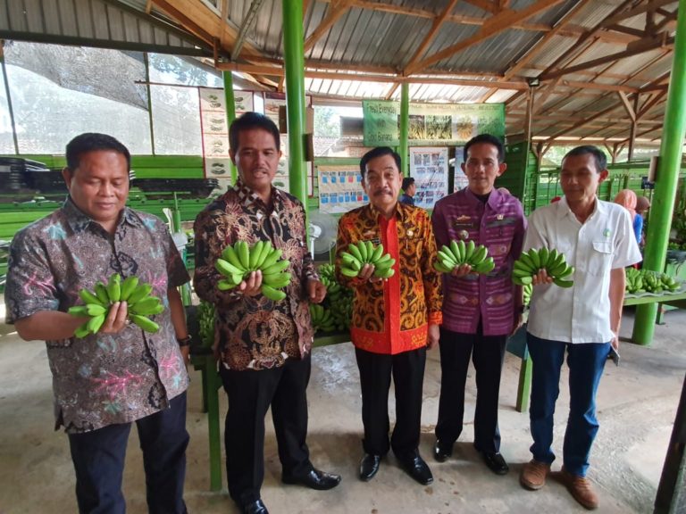 Kementan: Pisang Lokal Semakin Diminati Pasar Ekspor