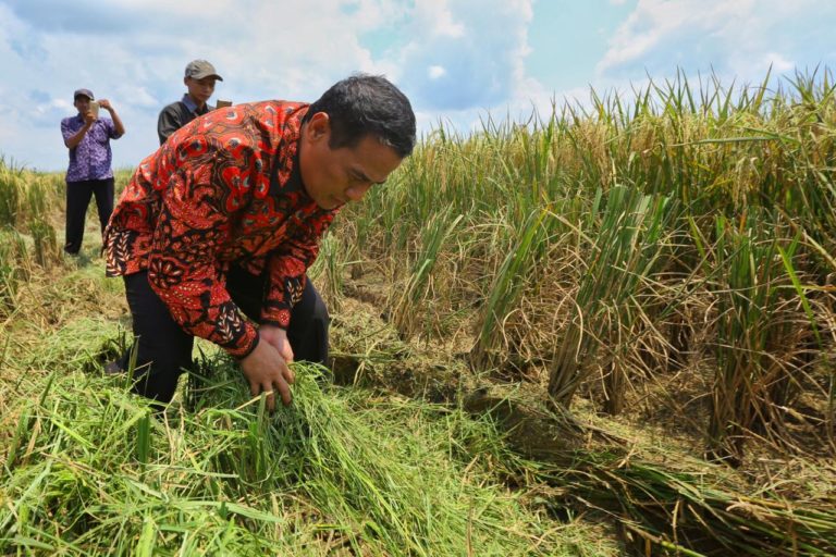 Kerja Amran dalam Membangun Pertanian Tuai Apresiasi