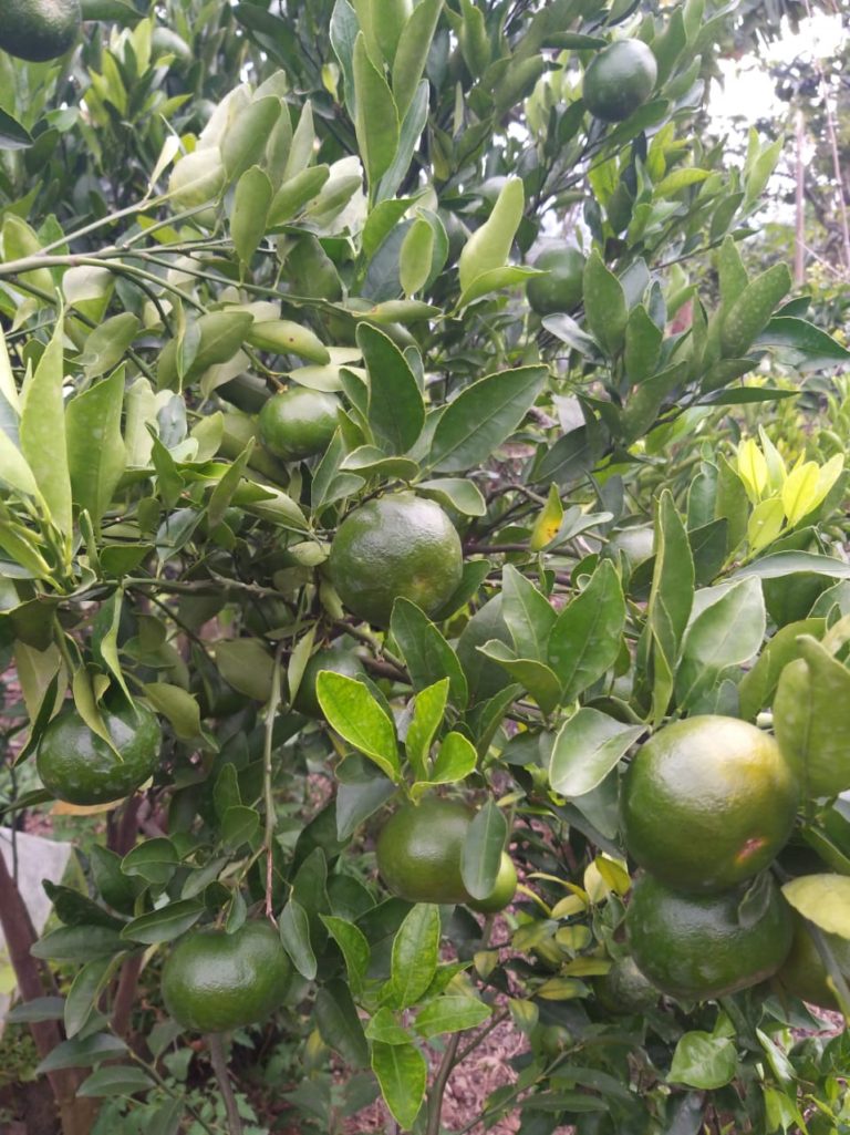 Eksotisme Jeruk Keprok Gayo Asal Serambi Mekah