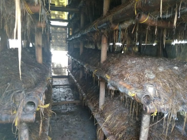 Mengintip Potensi Jamur Merang di Kabupaten Karawang