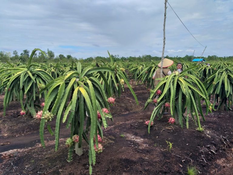 Mengintip Sentra Buah Naga di Lahan Gambut Kalteng
