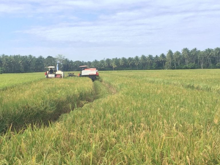 BPS: Mei 2019 Harga Gabah dan Beras Turun, NTP Naik