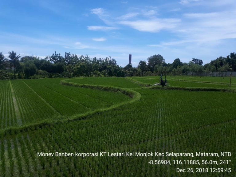 Kementan Dorong Peningkatan Produksi Padi dengan Benih Varietas Unggul
