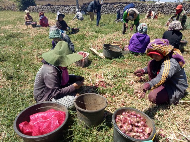 Bawang Merah Provitas 20 Ton Asal Bantaeng Siap Didaftarkan