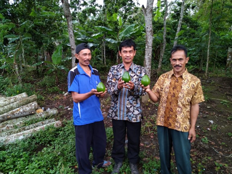Alpukat Probolinggo Siap Tembus Pasar Jepang dan Eropa