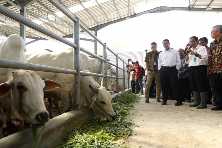 Mentan Puji Kebehasilan Peternak Sapi Potong Jawa Timur