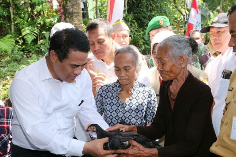 Ayam “Bekerja” Dinilai Mampu Keluarkan Ribuan RTM dari Kemiskinan