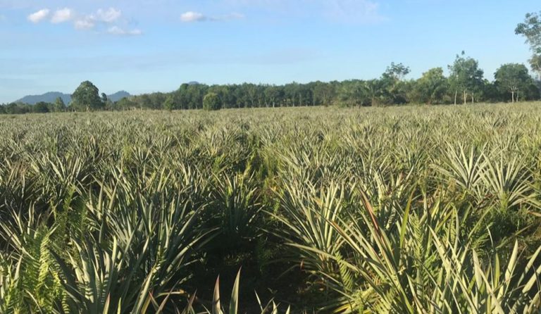 Nenas Organik Madu Galang Mempawah Dinilai Menjanjikan