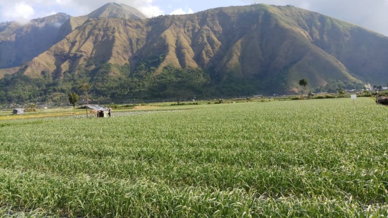Peningkatan Produktifitas Pertanian Dinilai Dongkrak NTP Agustus