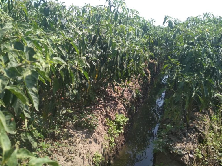 Kementan Atur Pola Tanam Cabai Sehingga Pasokan Aman di Musim Kering