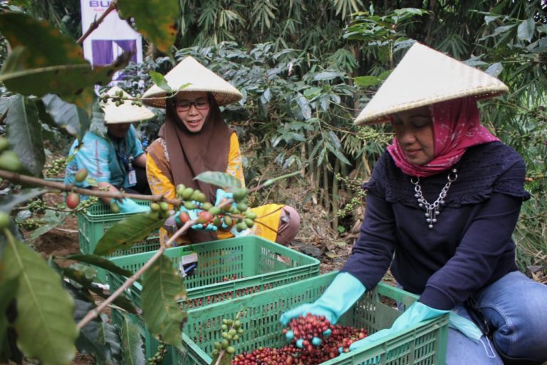 [Foto] Pelatihan Petani Kopi Oleh Perum Jamkrindo