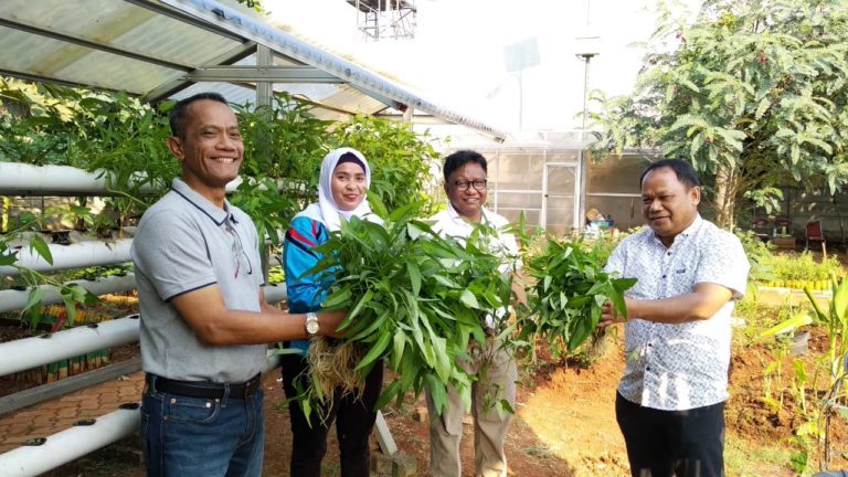 Kepala BKP Kementan Panen Sayuran di lahan TTIC