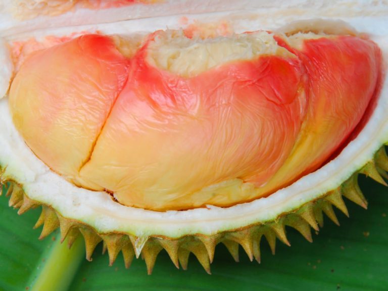 Kebijakan Amran Dinilai Sukses Angkat Pamor Durian Lokal