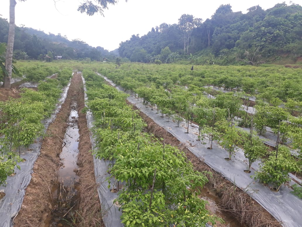 Kementan Optimis Pola Tanam Bisa Percepat Stabilisasi Harga Cabai