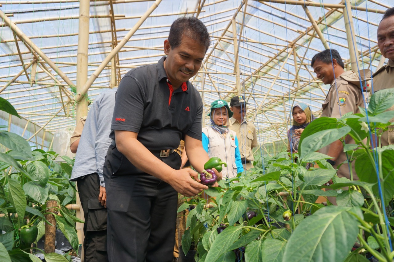 Kekeringan, Produksi Cabai di Cianjur Tetap Surplus