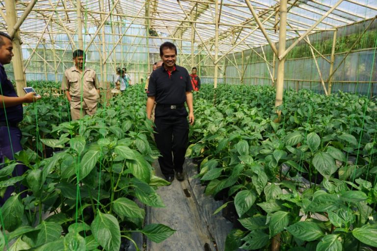 Dirjen Hortikultura Kementan: Budidaya Cabai Paprika Menguntungkan