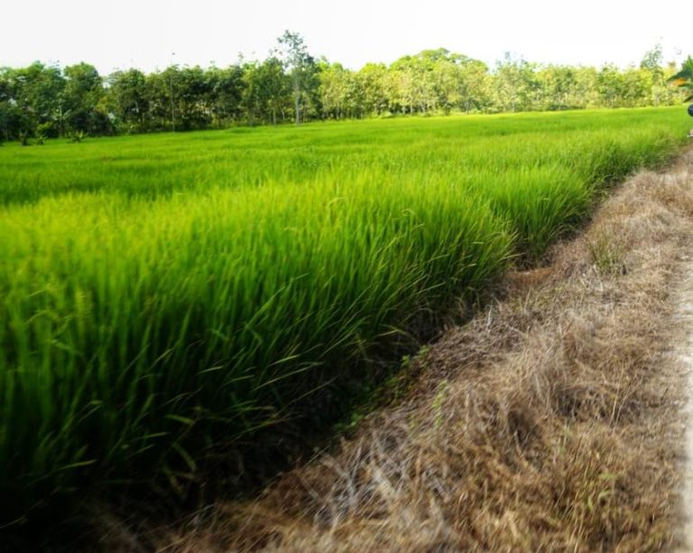 IFW: Usut dan Periksa Sumber Masalah Benih Padi IF8 di Aceh