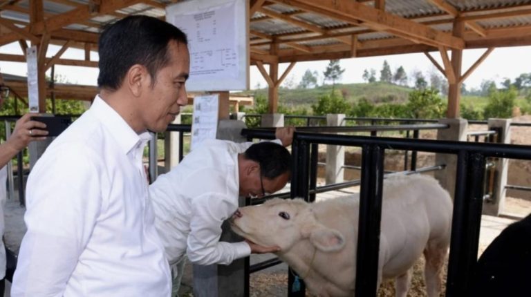 Jokowi Tinjau Peternakan Sapi Belgian Blue di Sumatera Utara